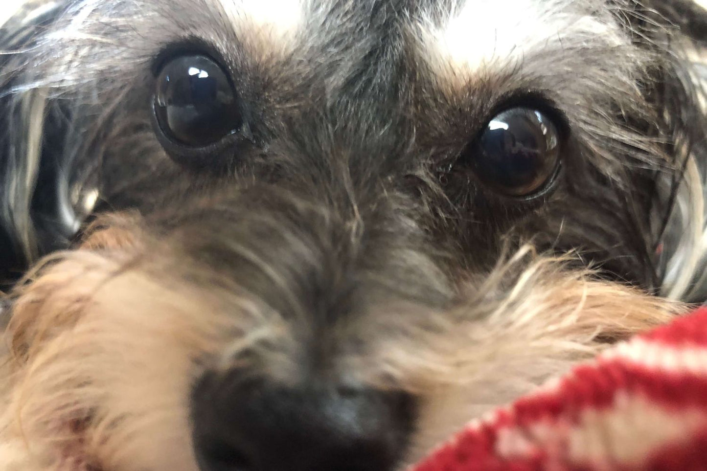 Kodiak Island Smokehouse shop dog close-up looking toward the camera on a blanket
