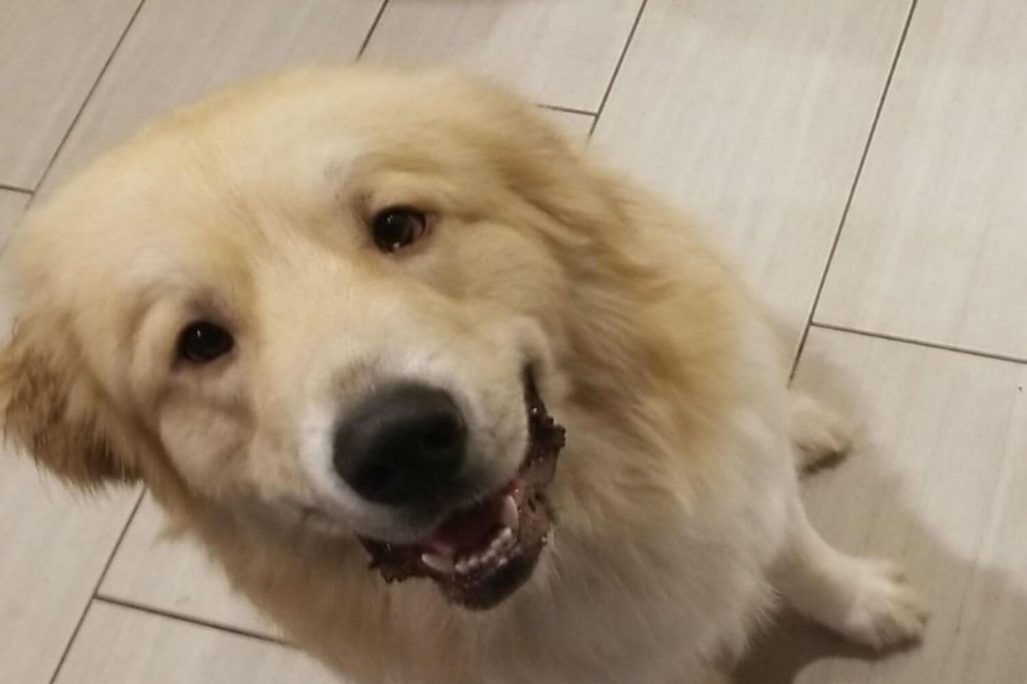 Kodiak Island Smokehouse shop dog looking up on a tiled floor