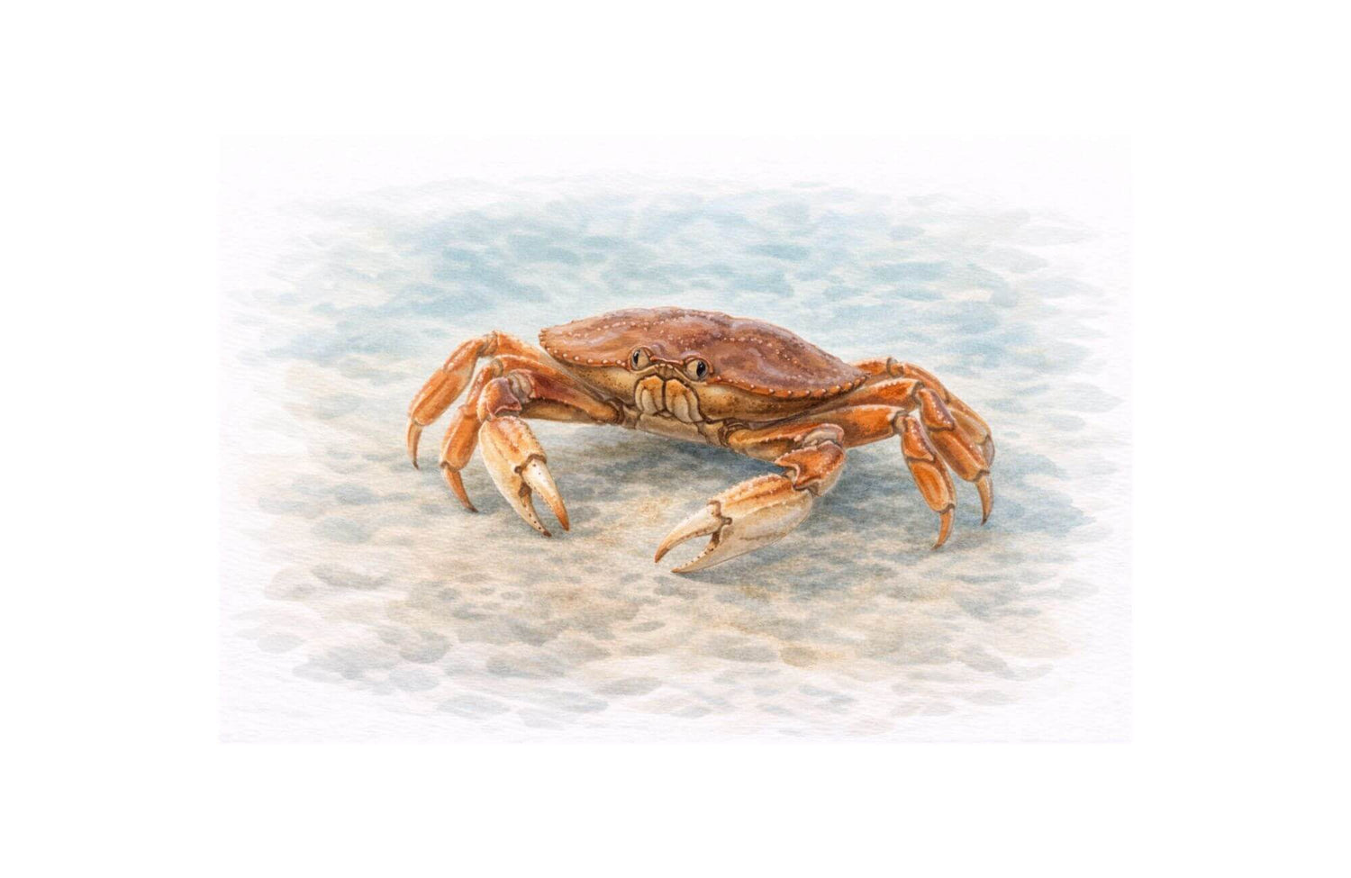 Dungeness crab illustration showing full body on a neutral textured background