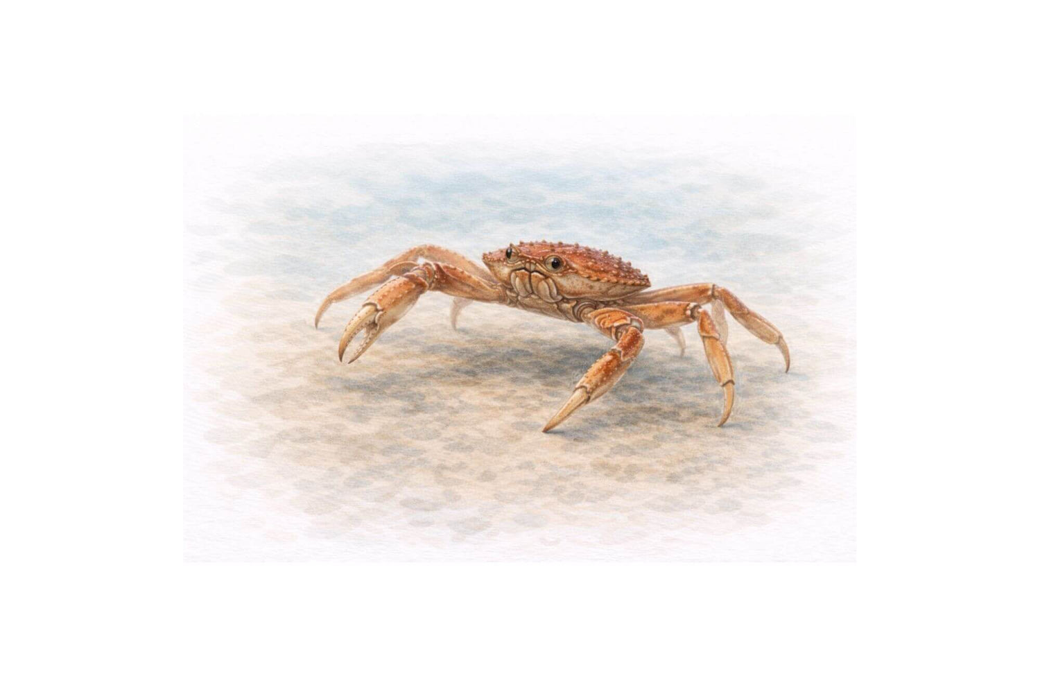 Tanner crab illustration showing full body on a neutral textured background