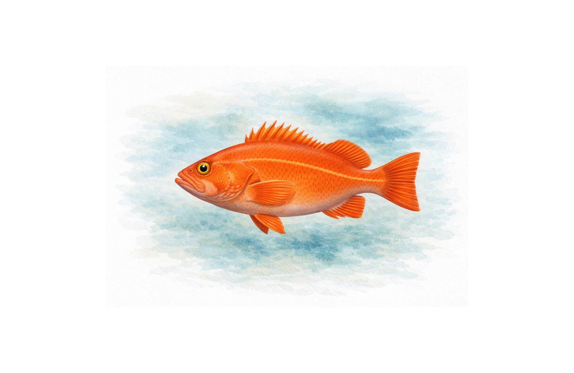 Yelloweye rockfish illustration showing full body on a blue textured background