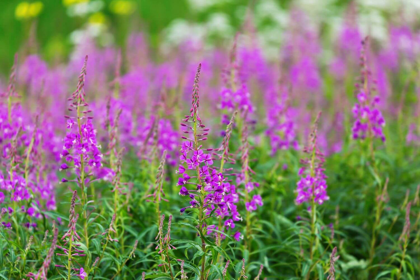 Bright pink fireweed blossoms blooming across an Alaska meadow, the wildflower used to create fireweed jelly and syrup.