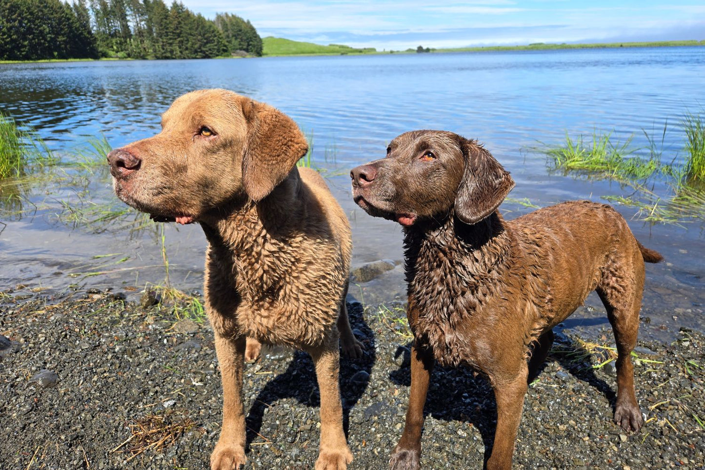 Kodiak Island Smokehouse shop dogs standing on a lakeshore with water and trees in the background