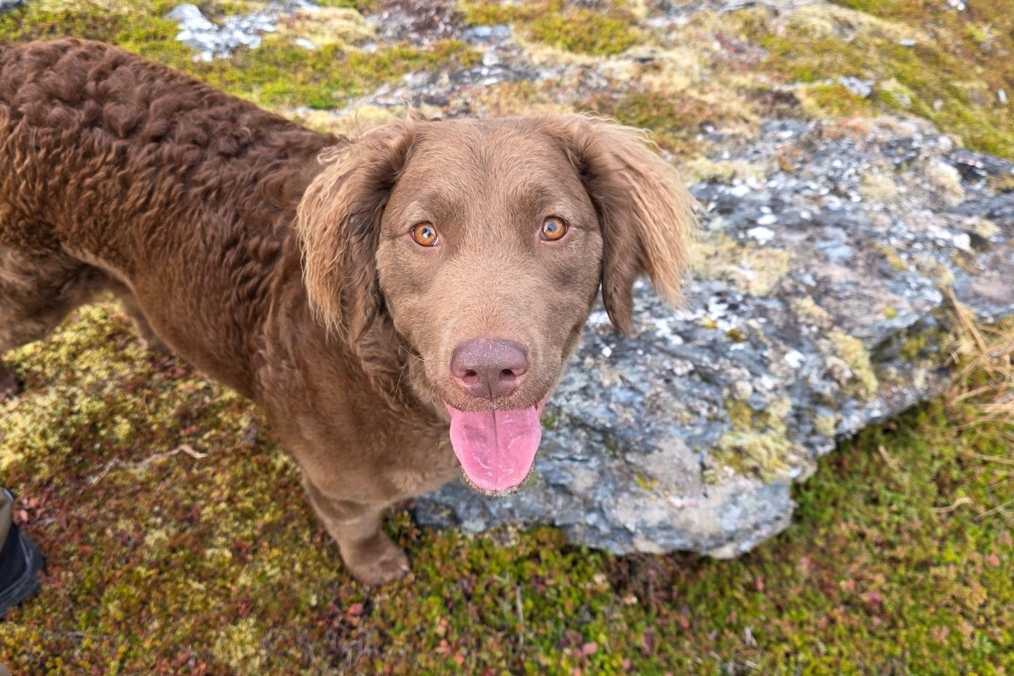 Leela, a brown curly-coated dog, standing on mossy rocks in Kodiak, Alaska.