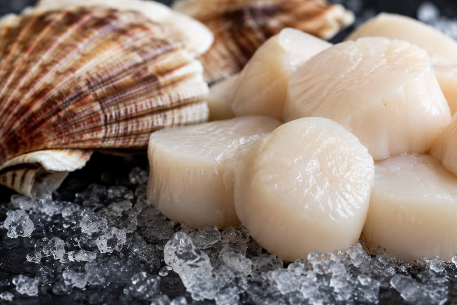 Fresh Alaska weathervane scallops on crushed ice beside whole scallop shells.
